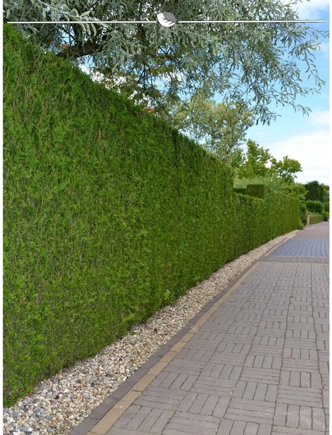 Westerse Levensboom Thuja Smaragd 60-80 cm in Pot, 12x Haagplant