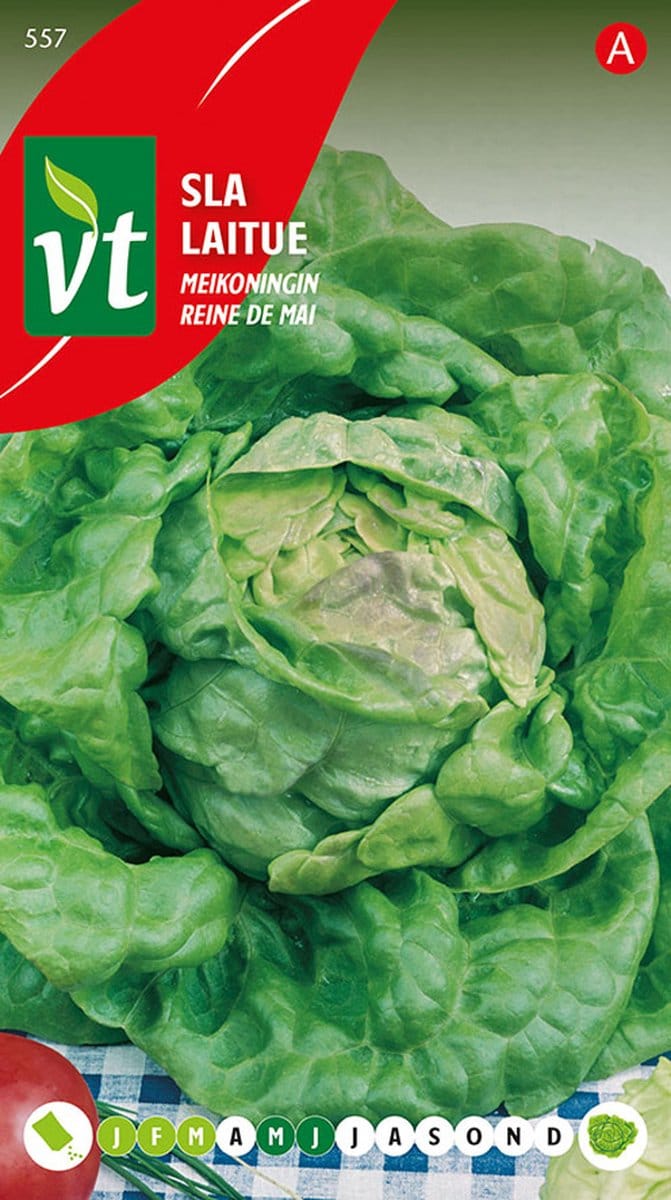 Sla 'Meikoningin' - Kropsla voor de Lenteteelt