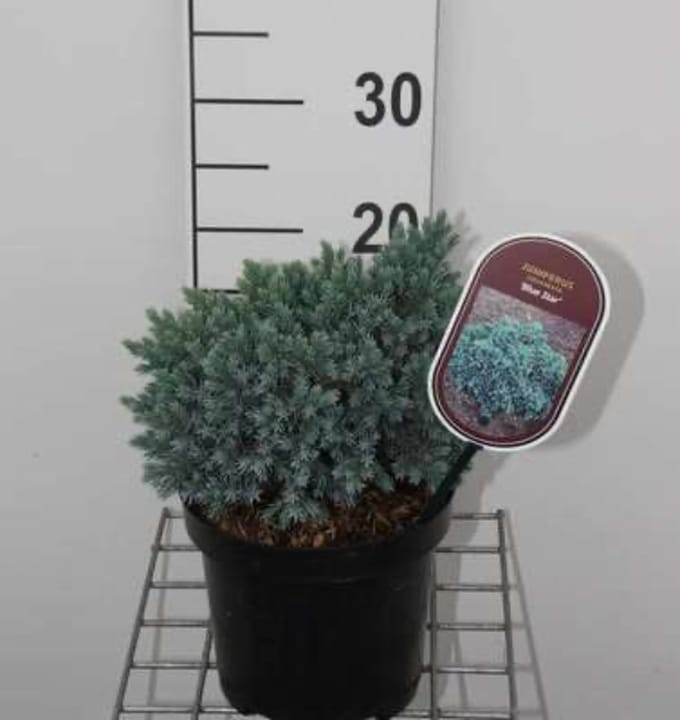 Juniperus squamata 'Blue Star' - Himalaya Jeneverbes 15 - 20 cm in pot