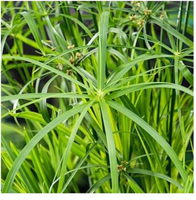 Moerings Cyperus Alternifolius | Papyrus Plant | In 18CM Mand Kant en Klaar