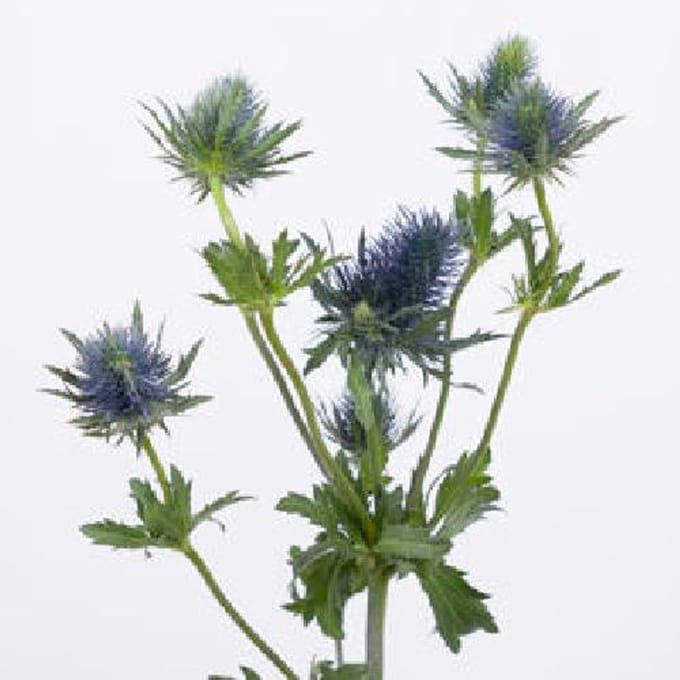 10x Eryngium supernova questar 60cm