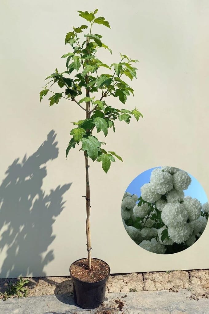 Jonge Sneeuwbal boom | Viburnum opulus 'Roseum' | 150-200cm hoogte