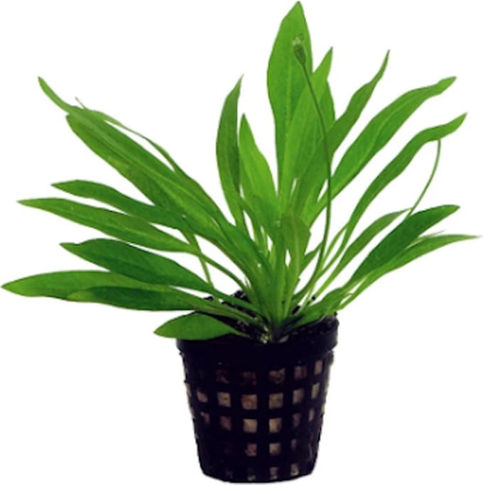 Aquafleur Helanthium Bolivianum in 5CM pot P5 Pot