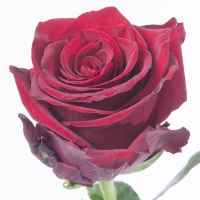 25x Rosa explorer 60cm