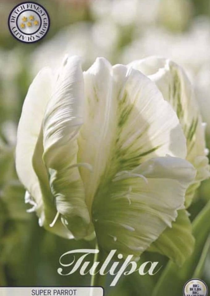 Dutch Finest Quality bloembollen Tulpen Tulp Parrot Super Parrot x7 12/+s