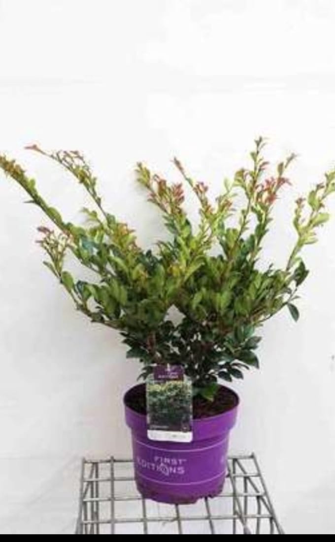 Distylium myr. 'Linebacker'® - Distylium 40- 50 cm in pot