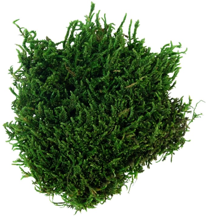 Groen Platmos - Doosje 50gr - My Village