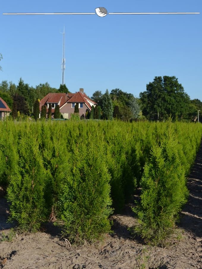 Westerse Levensboom Thuja Smaragd 80-100 cm in Pot, 50x Haagplant