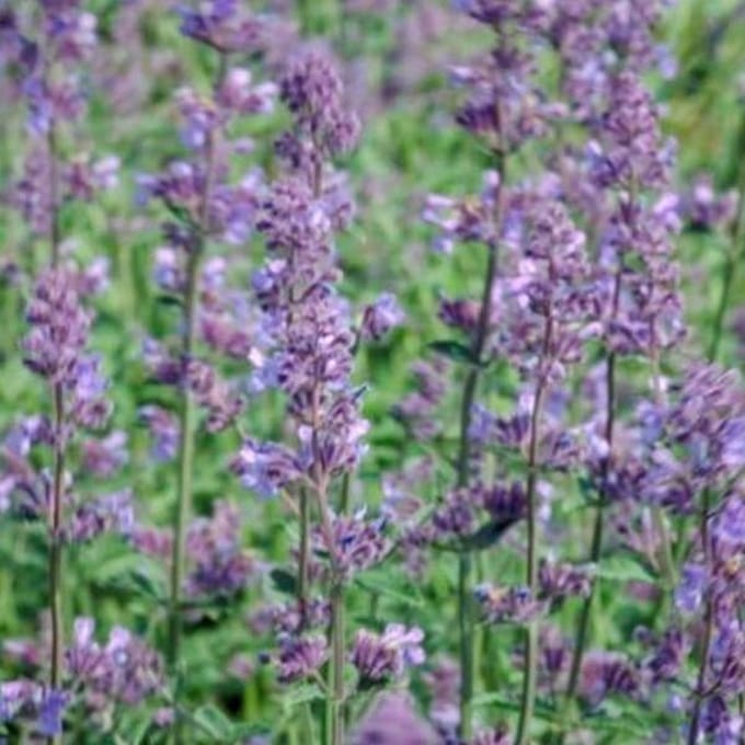 6 x Nepeta Faassenii 'Six Hills Giant' - Kattekruid pot 9x9cm