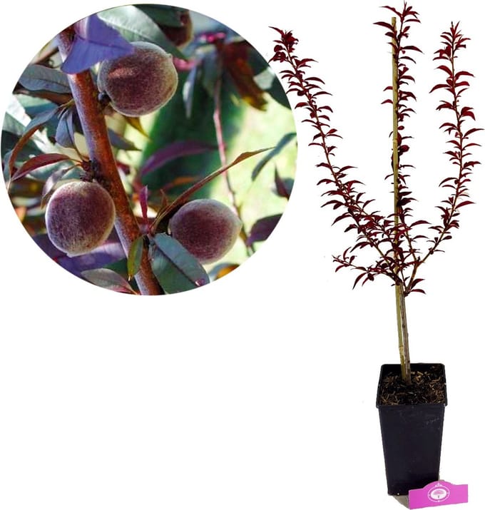 Prunus Persica 'Rubira', Rode perzik, 3 liter pot