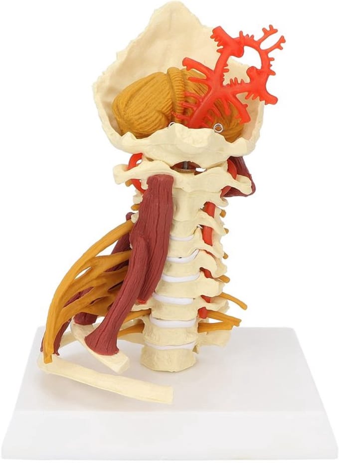 Anatomisch Model - Dailygoods- Wervelmodel Cervicale Wervelkolom
