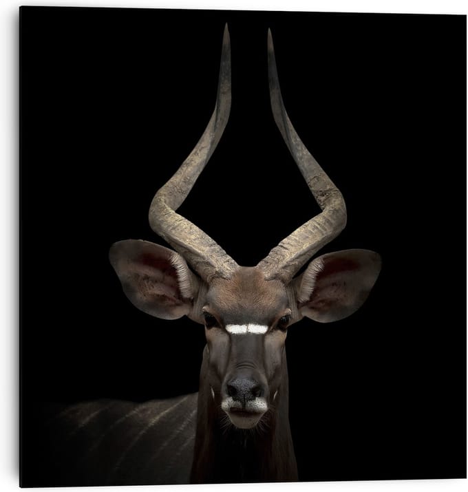 Antilope Nyala - Schilderij 30 x 30 cm
