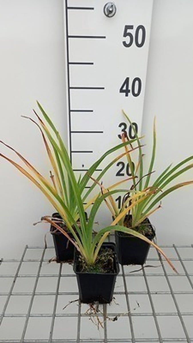 6x Daglelie - Hemerocallis hybr. 'White Temptation' | 9x9 cm pot