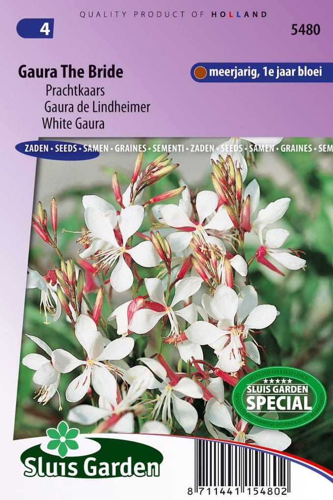 Sluis Garden - Prachtkaars The Bride (Gaura lindheimeri)