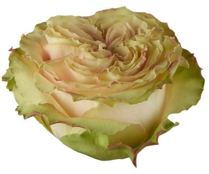 10x Rosa country secret 50cm