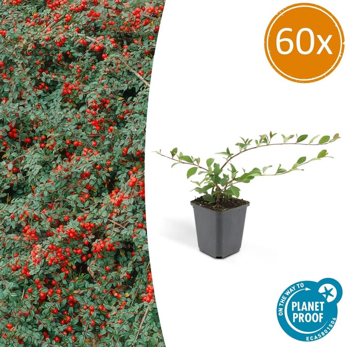 60x Dwergmispel 'Major' Cotoneaster dammeri 25cm - Ø9cm sterke winterharde bodembedekker