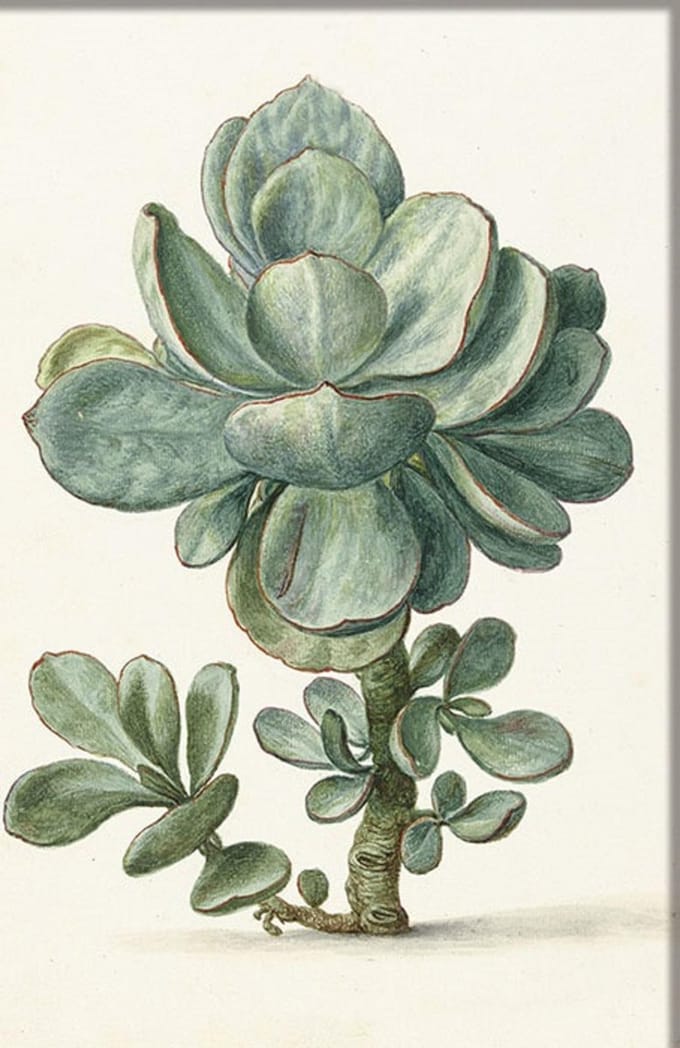 Dubbele kaart met env. Vetplant 11,5x17,5cm