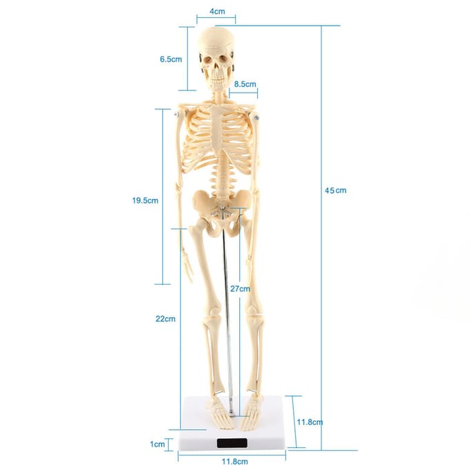 1 stuks Menselijk Skelet Anatomisch Model Medisch Anatomisch Onderwijsmiddel Met Basis white