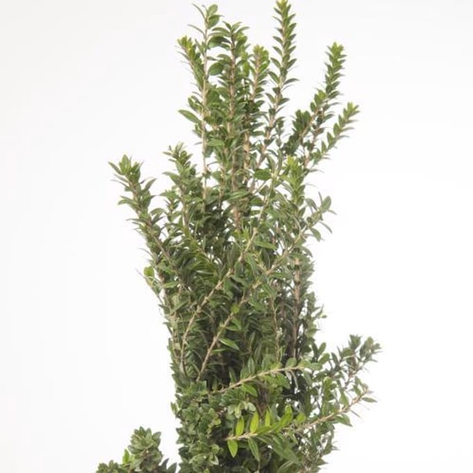 5x Sg myrtus tarantino 50cm