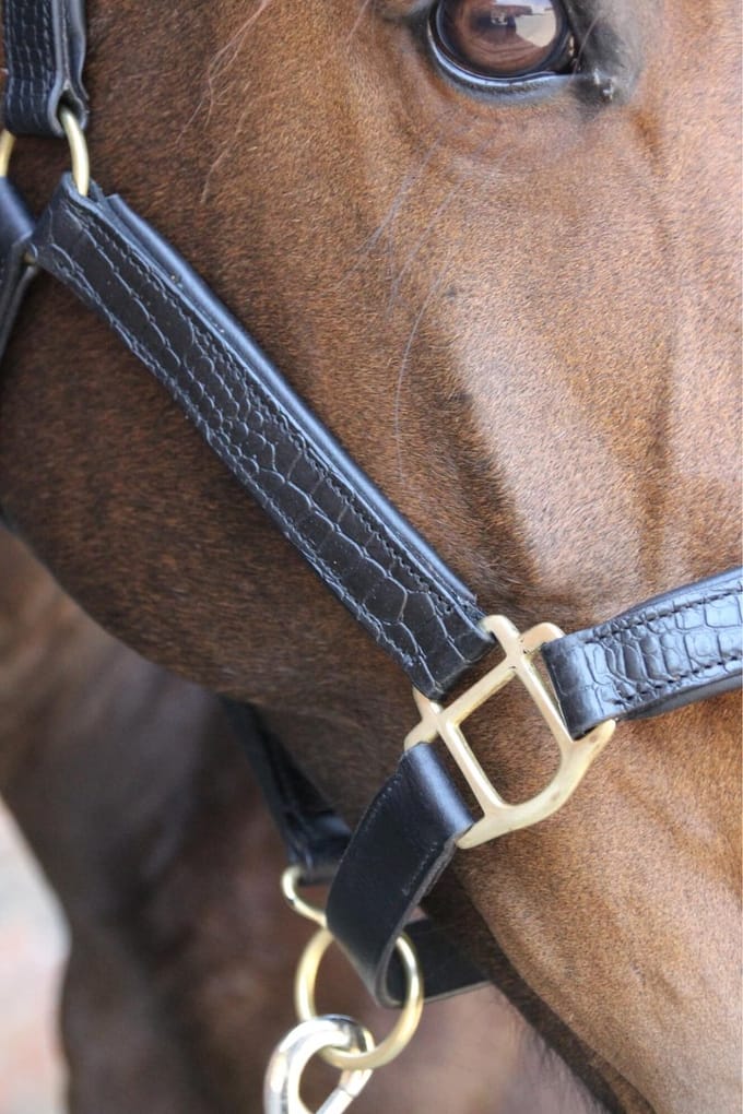 MHS Leren Halster “Croco” Pony Zwart / Goud