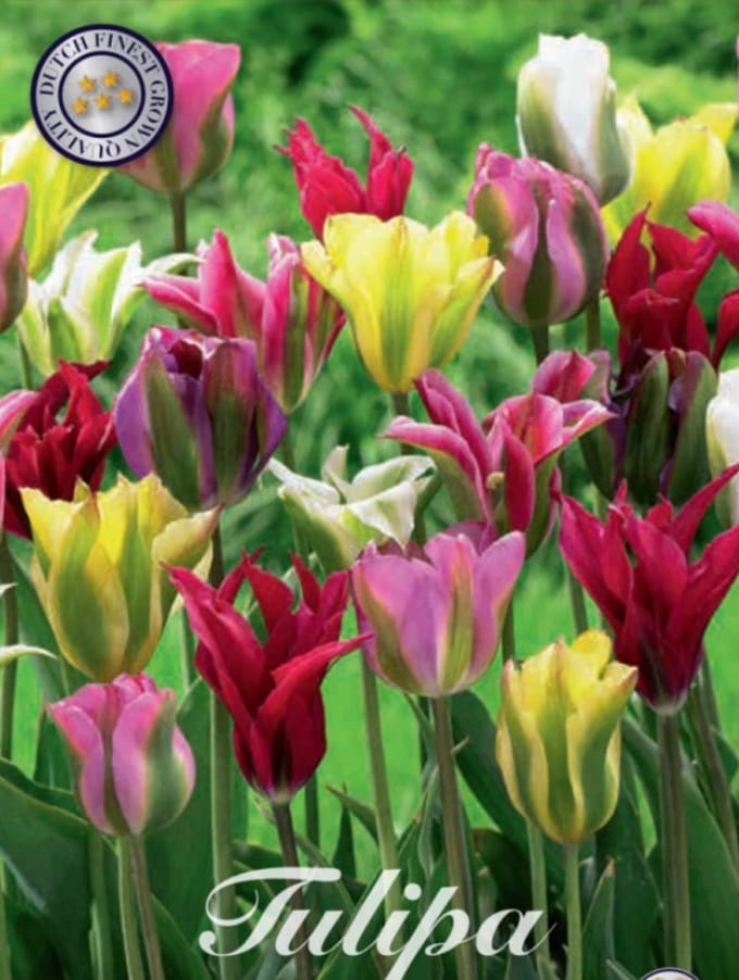 Viridiflora Mixed Viridiflora Tulpenbollen 10 stuks bolmaat 12+