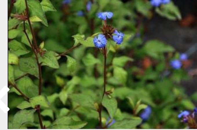 Ceratostigma willmottianum - Loodkruid 30 - 40 cm in pot