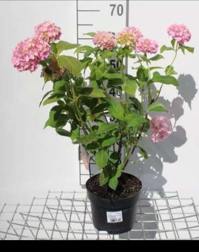 2 x Hydrangea macr. roze/rose - Hortensia 25- 30 cm in pot