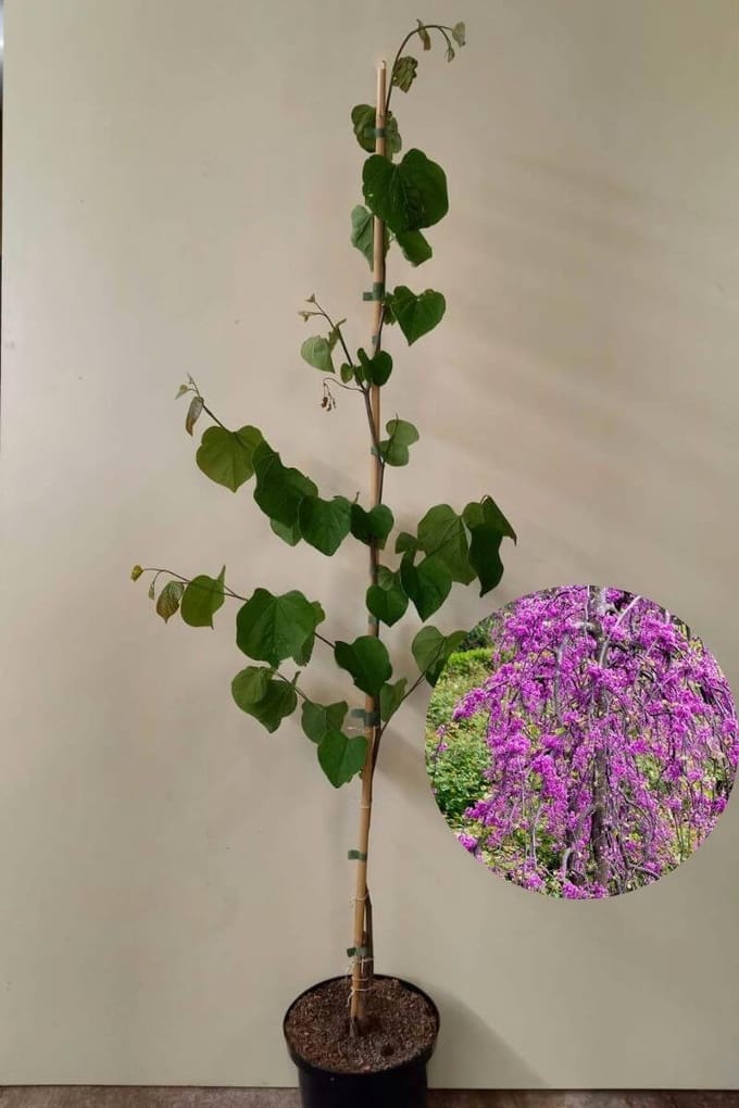 Jonge Afhangende Judasboom | Cercis canadensis 'Lavender Twist | 150-200cm hoogte