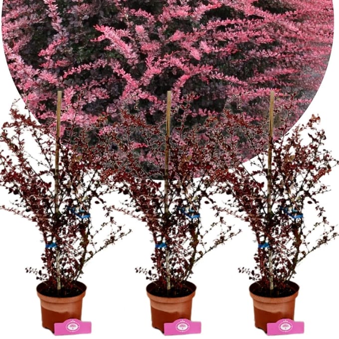 Set van 3 Berberis thunbergii 'Rose Glow' - Zuurbes - 2 liter pot