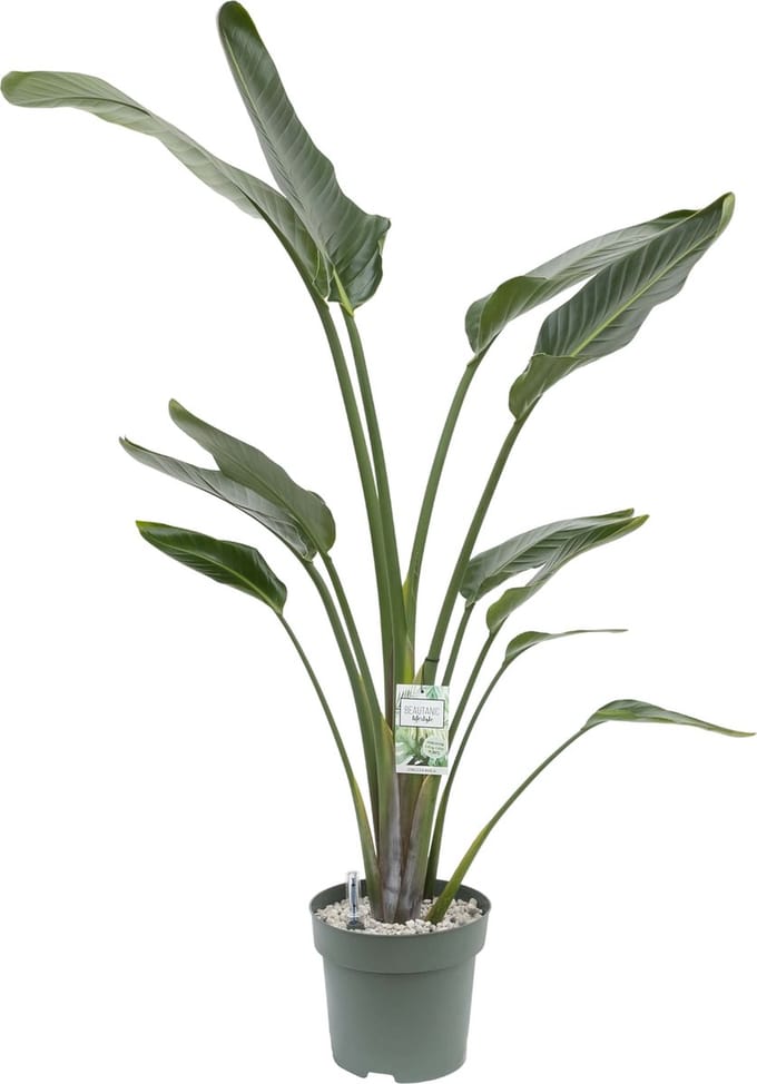 Strelitzia Nicolai (Paradijsvogel plant) met watermeter - hoogte 160cm - Ø27cm