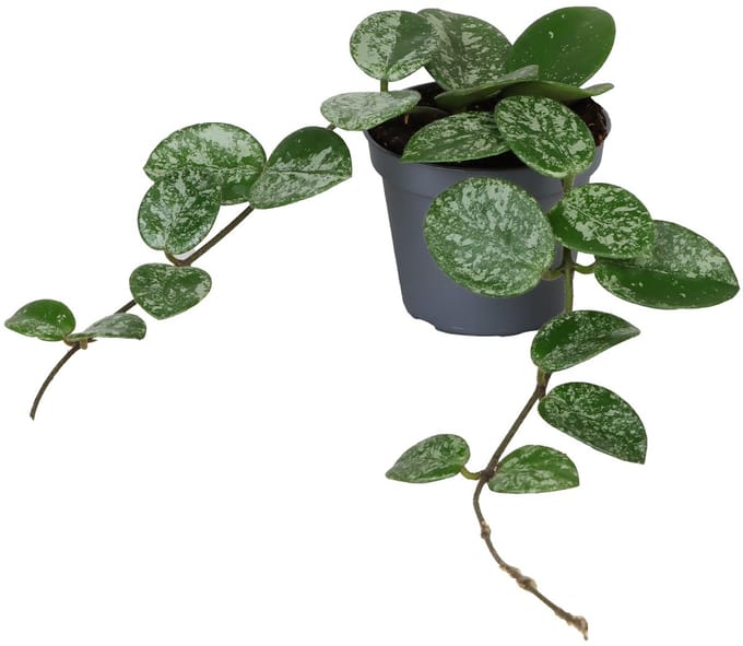 Hoya Mathilde - Hoogte 10cm - Pot 6cm