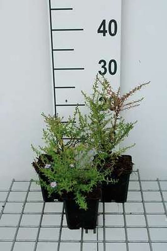 6x Aster - Aster eric. 'Blue Star' | 9x9 cm pot
