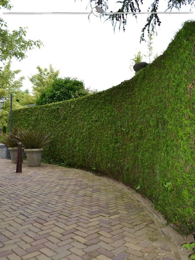 Levensboom Thuja plicata Martin 200-225 cm, 8x Haagplant