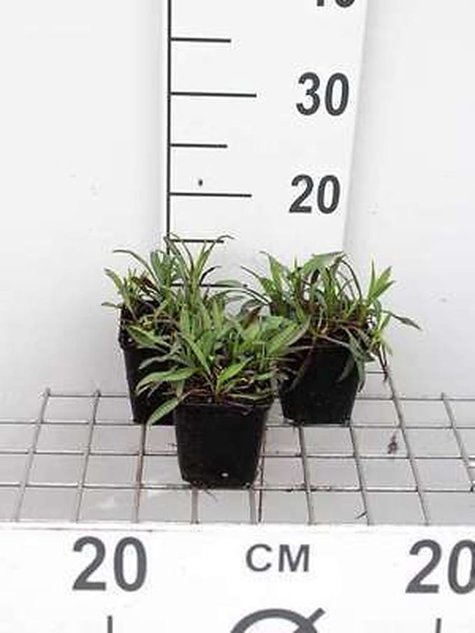 6x Aster - Aster n.b. 'Patricia Ballard' | 9x9 cm pot