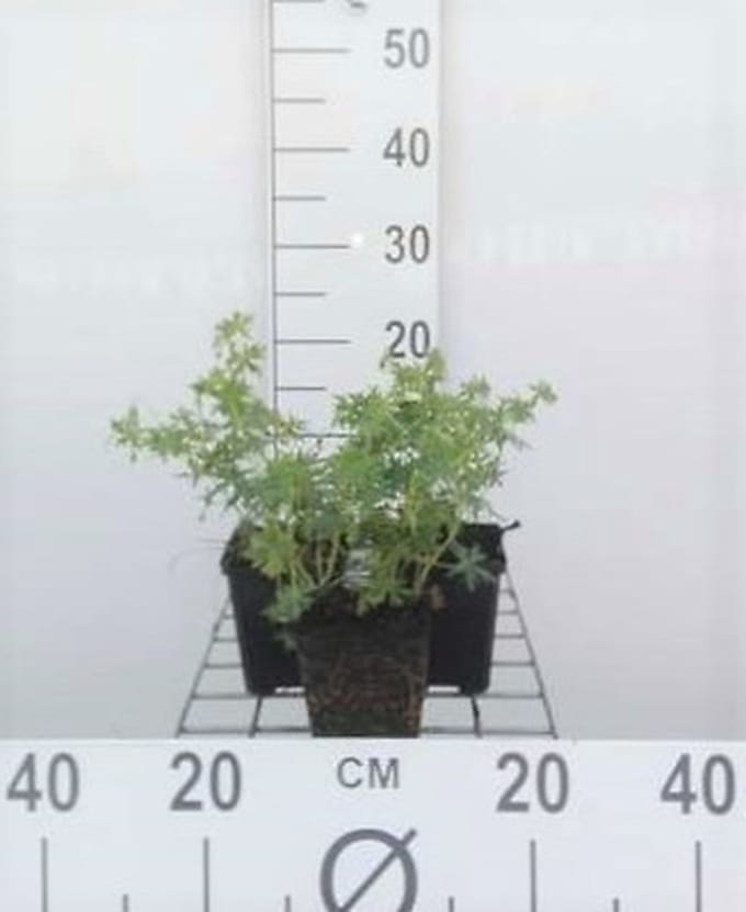6x Ooievaarsbek - Geranium sang. 'Album' | 9x9 cm pot