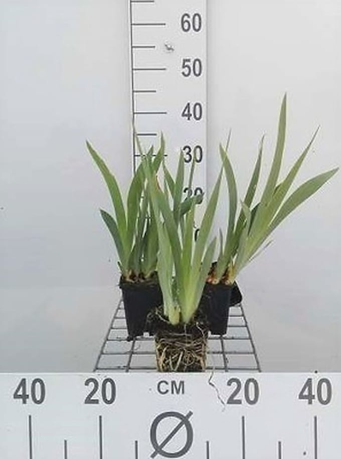 6x Dwergbaardiris - Iris (pum.) 'Bright White' | 9x9 cm pot