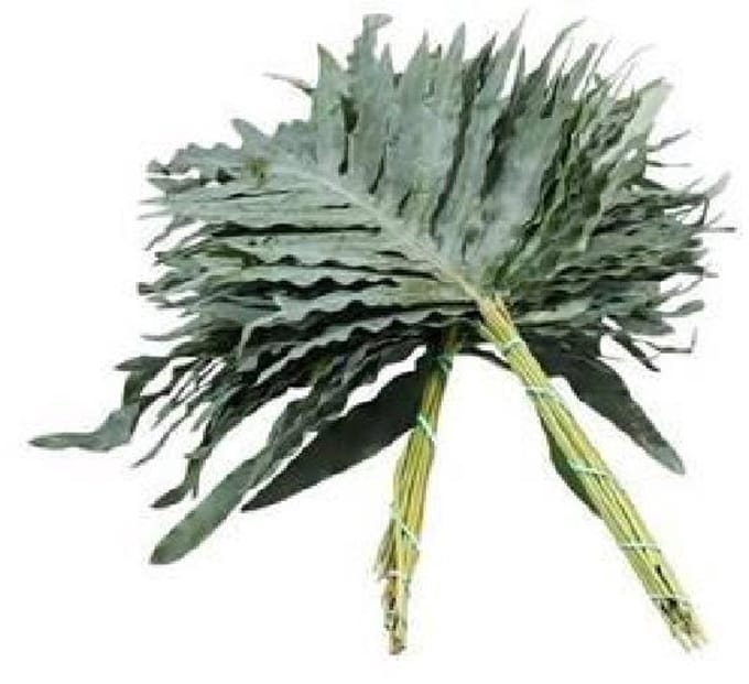 5x Sg phlebodium a.blue star 60cm