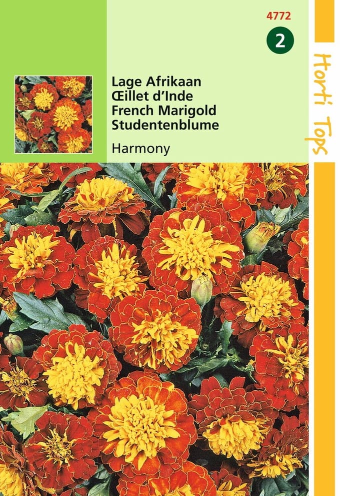 2 stuks - Hortitops - Tagetes patula nana Petite Harmony