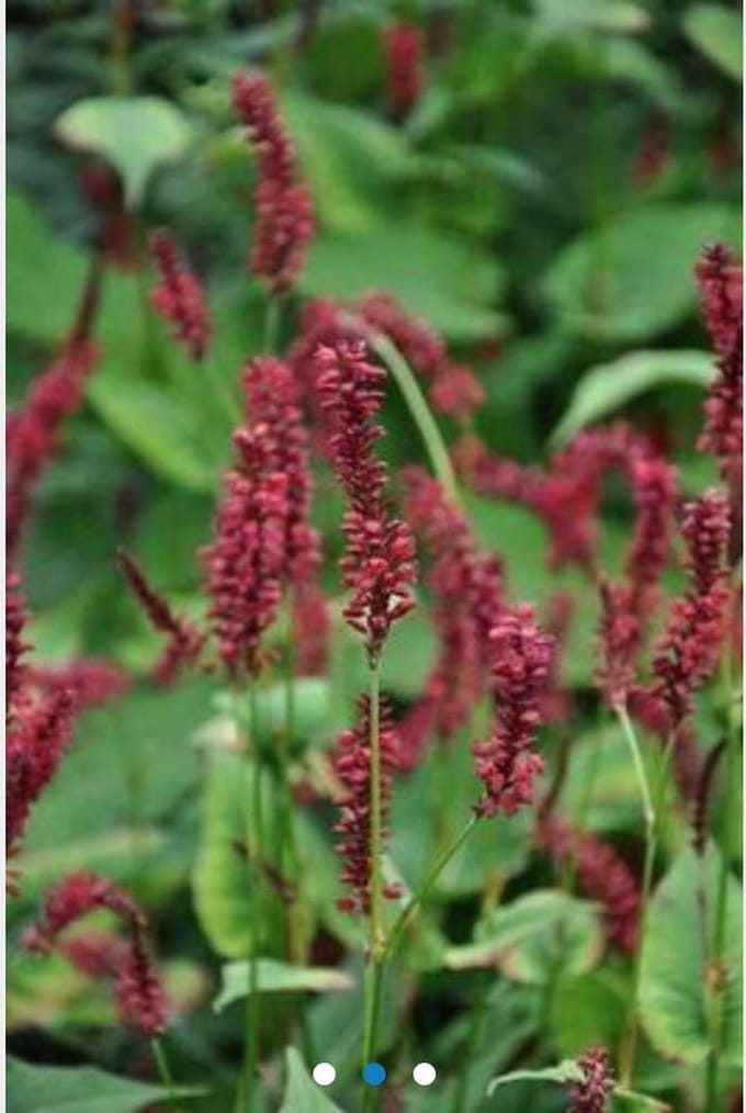 6 x Persicaria amplexicaulis 'J.S Delgado Macho' - Duizendknoop - P9 Pot (9 x 9cm)