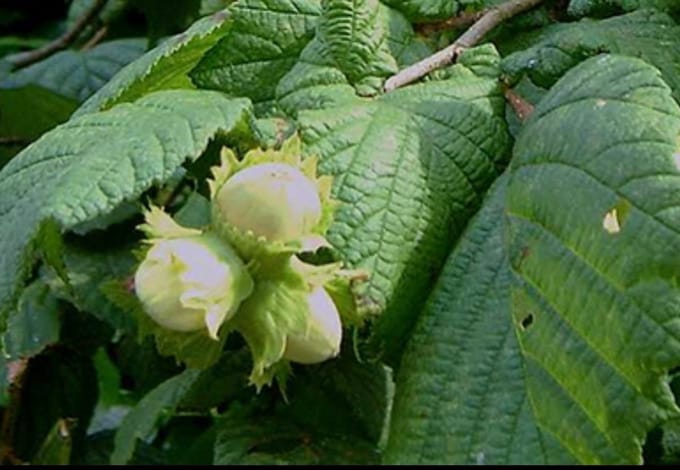 Corylus avellana - Hazelaar 60- 80 cm in pot