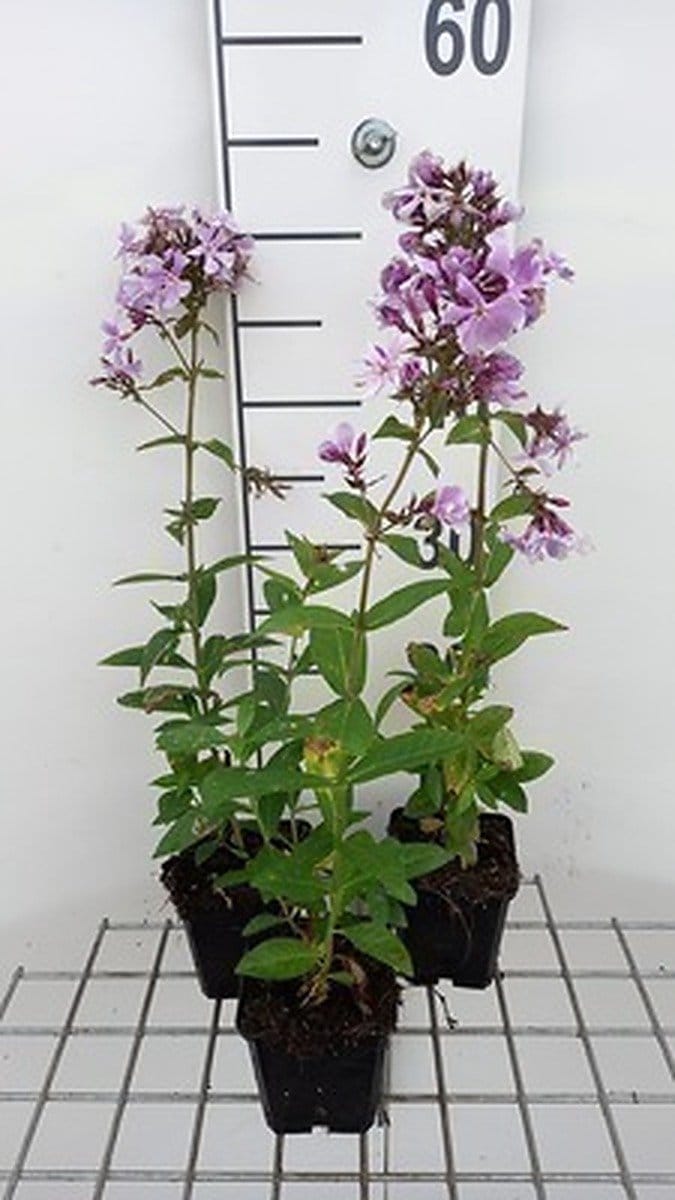6x Vlambloem - Phlox (p) 'Franz Schubert' | 9x9 cm pot