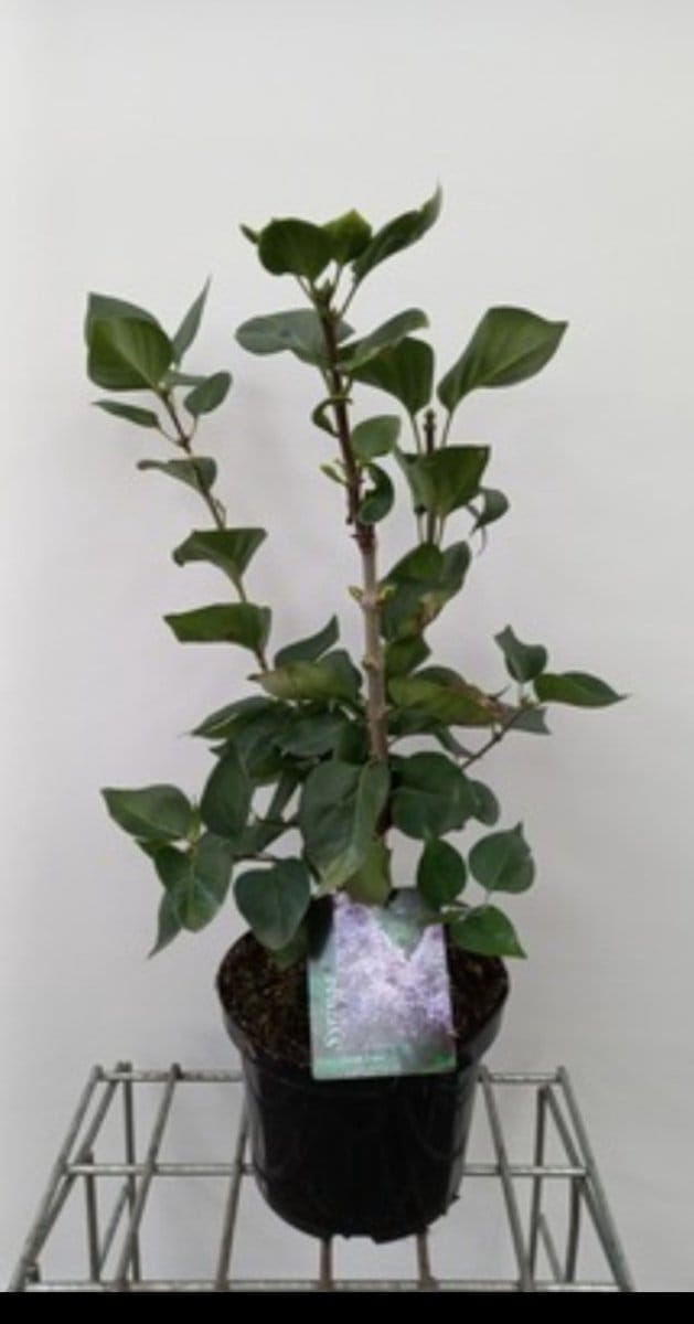 2 x Syringa vulg. 'Carpe Diem'® - Sering 50- 60 cm in pot