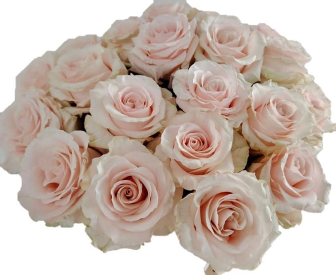 25x Rosa sweet beat 60cm