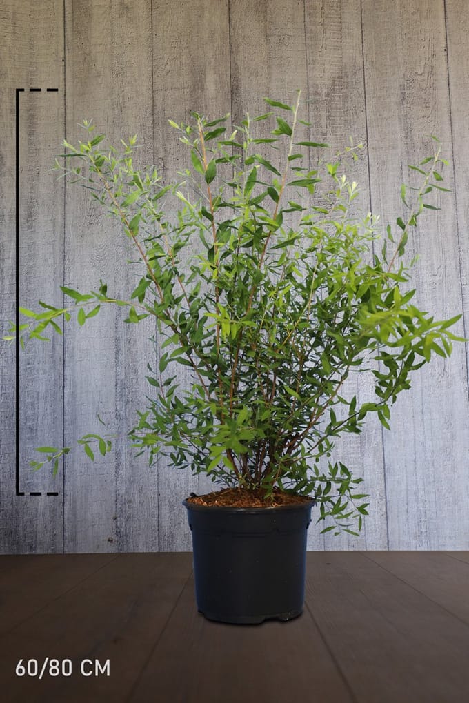 Spierstruik 'Grefsheim' Pot 60-80 cm
