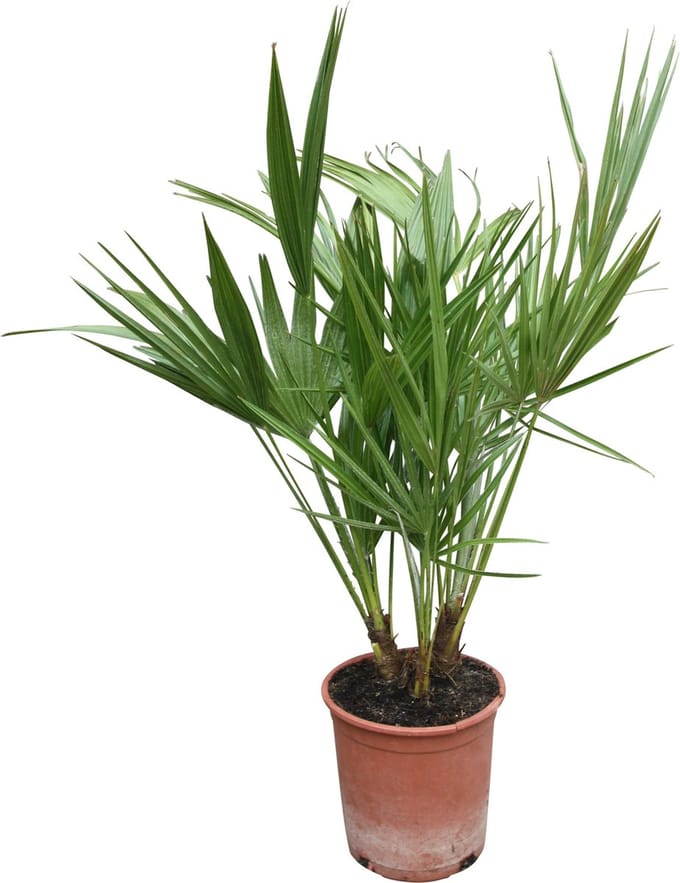 Europese Dwergpalm, Chamaerops Humilis 90cm