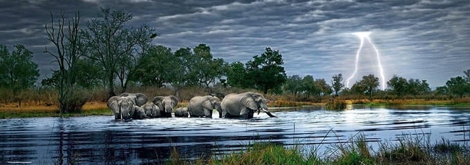Heye Puzzel - Herd of Elephants, Edition Humboldt