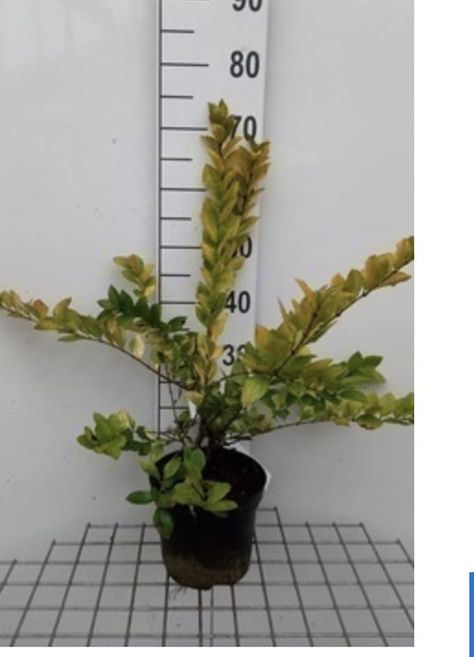 Ligustrum vicaryi - Geelbonte Liguster 30 - 40 cm in pot