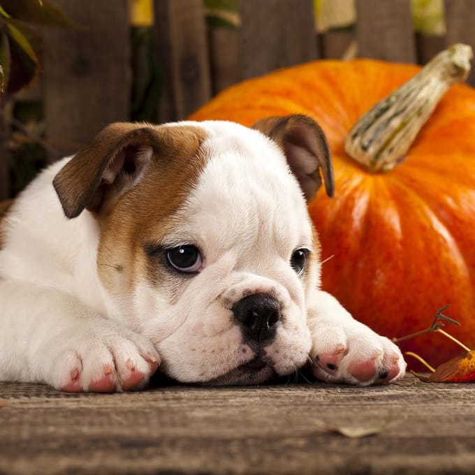 Lunch servetten Autumn Dog - Paper + Design - 33x33 cm