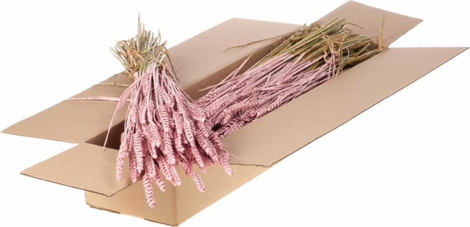 Gedroogde Bloemen Roze Mistig Tarwe (Triticum) - 1 bundel