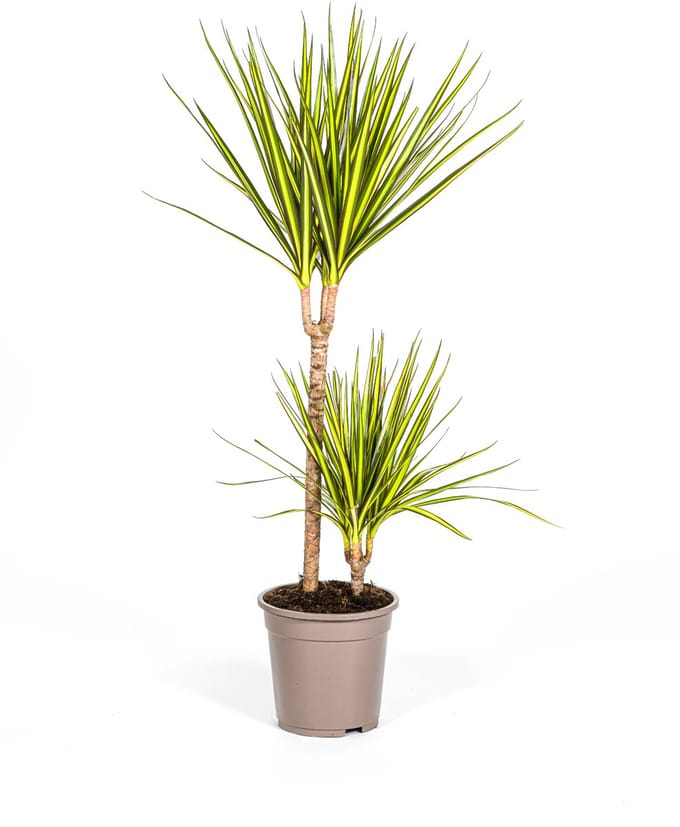 Dracaena Marginata Sunray Ø19cm - 80-100cm